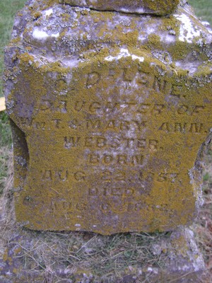Webster, C Delene, Webster Cem, Maury Co, TN.jpg