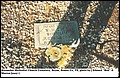 Worsham, Infant of W.H, Alexander Cem, Brazos Co, TX.jpg