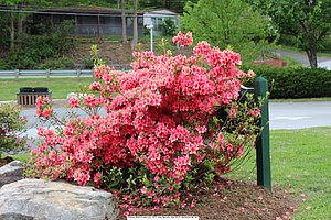 2013 Josey Reunion, Henderson Co, NC, Chimney Rock and Lake Lure (328).JPG