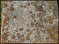 Whitaker, John Benjamin, Mount Zion Cem, Washington Co, GA.jpg